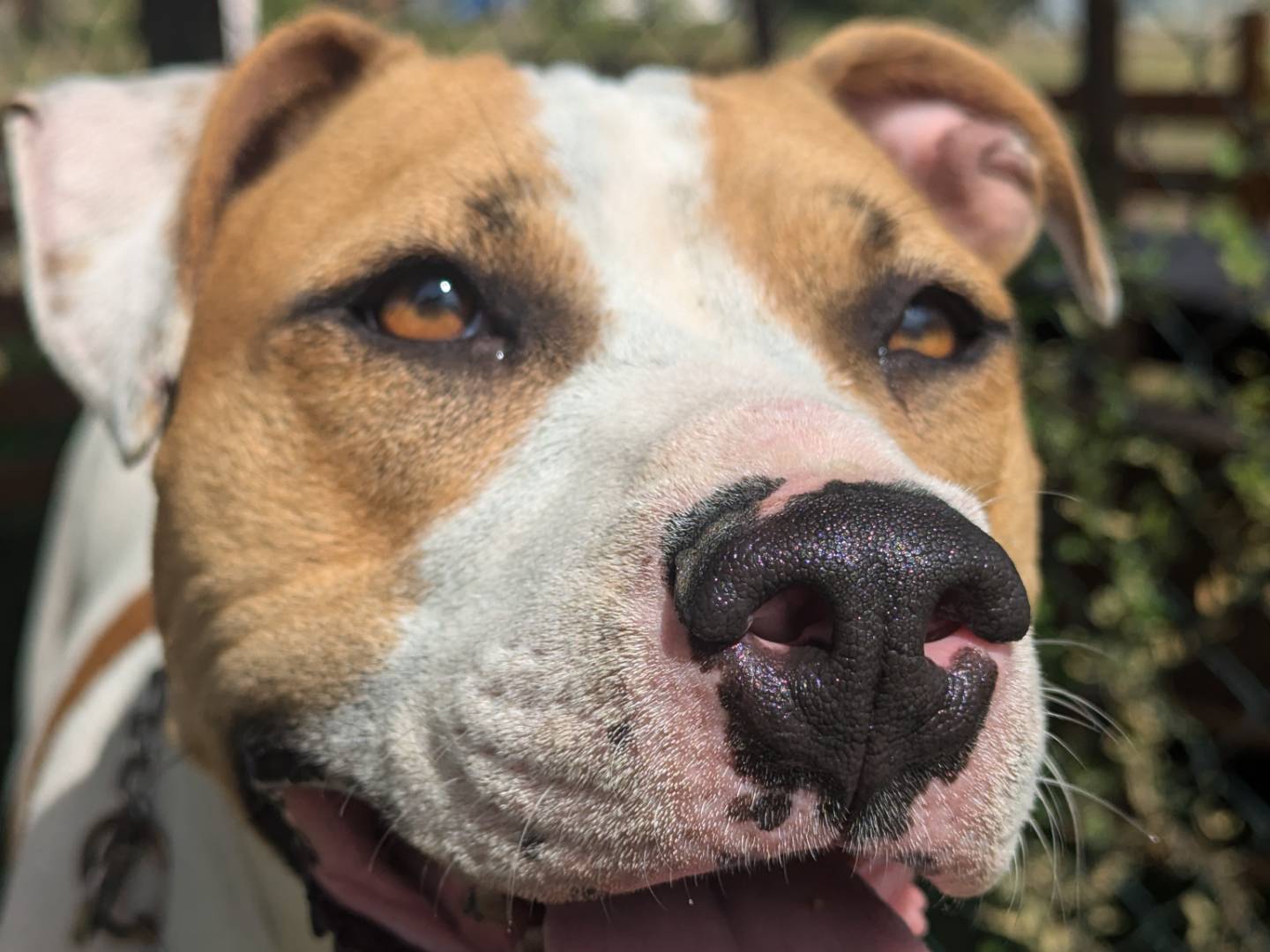 Adotta un cane, taglia media, femmina, Pisa