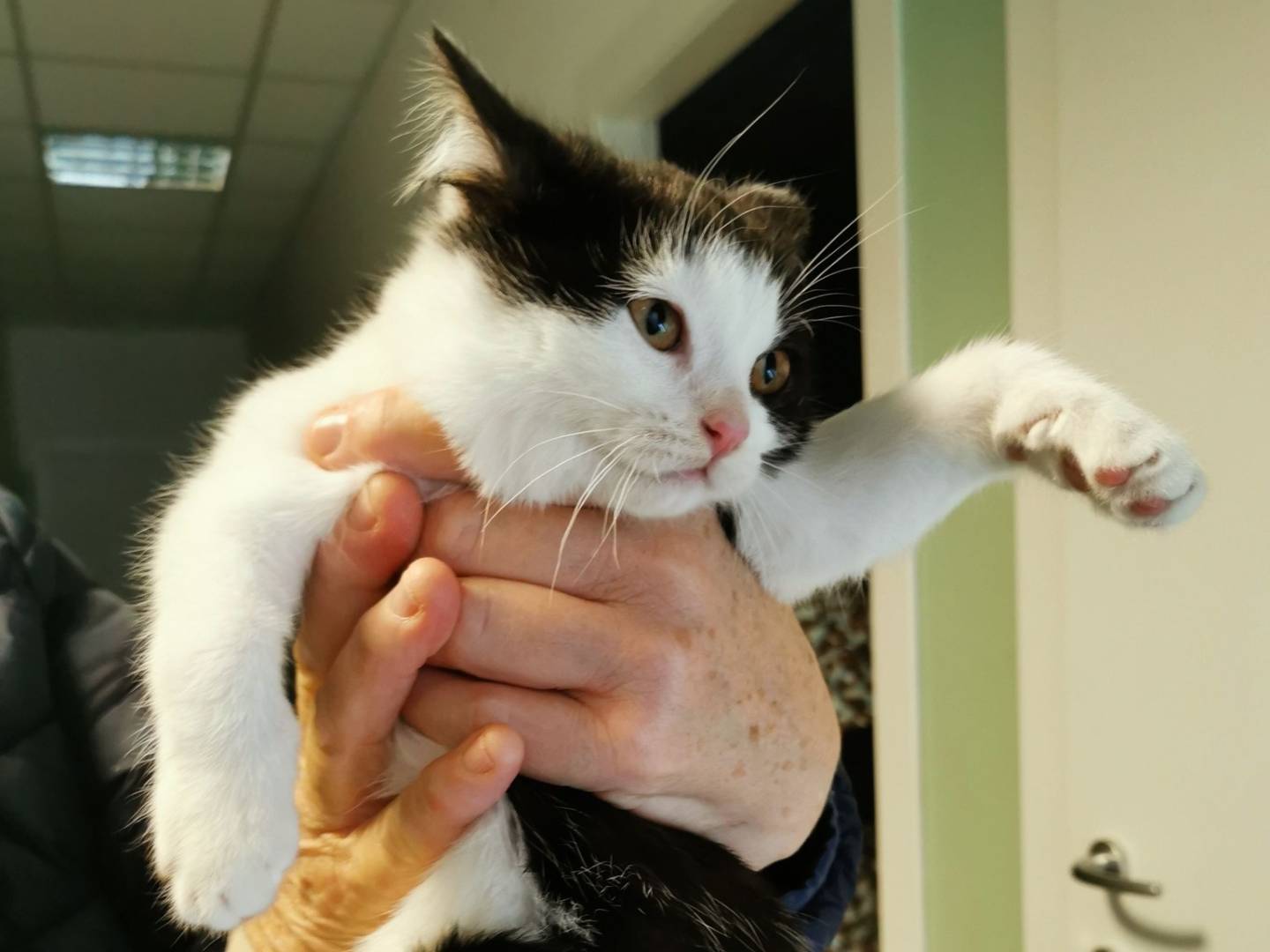 Adotta un gatto, maschio, 1 anno e 1 mese, Verona