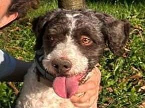 Adotta un cane, maschio, 4 anni  e 5 mesi , Verona