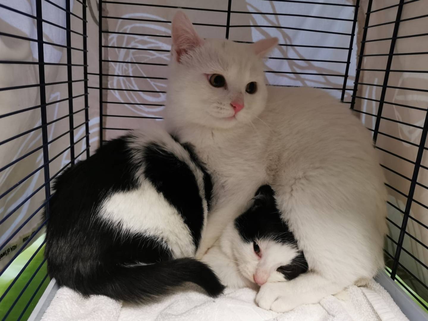 Adotta un gatto, taglia non valida, maschio, Verona