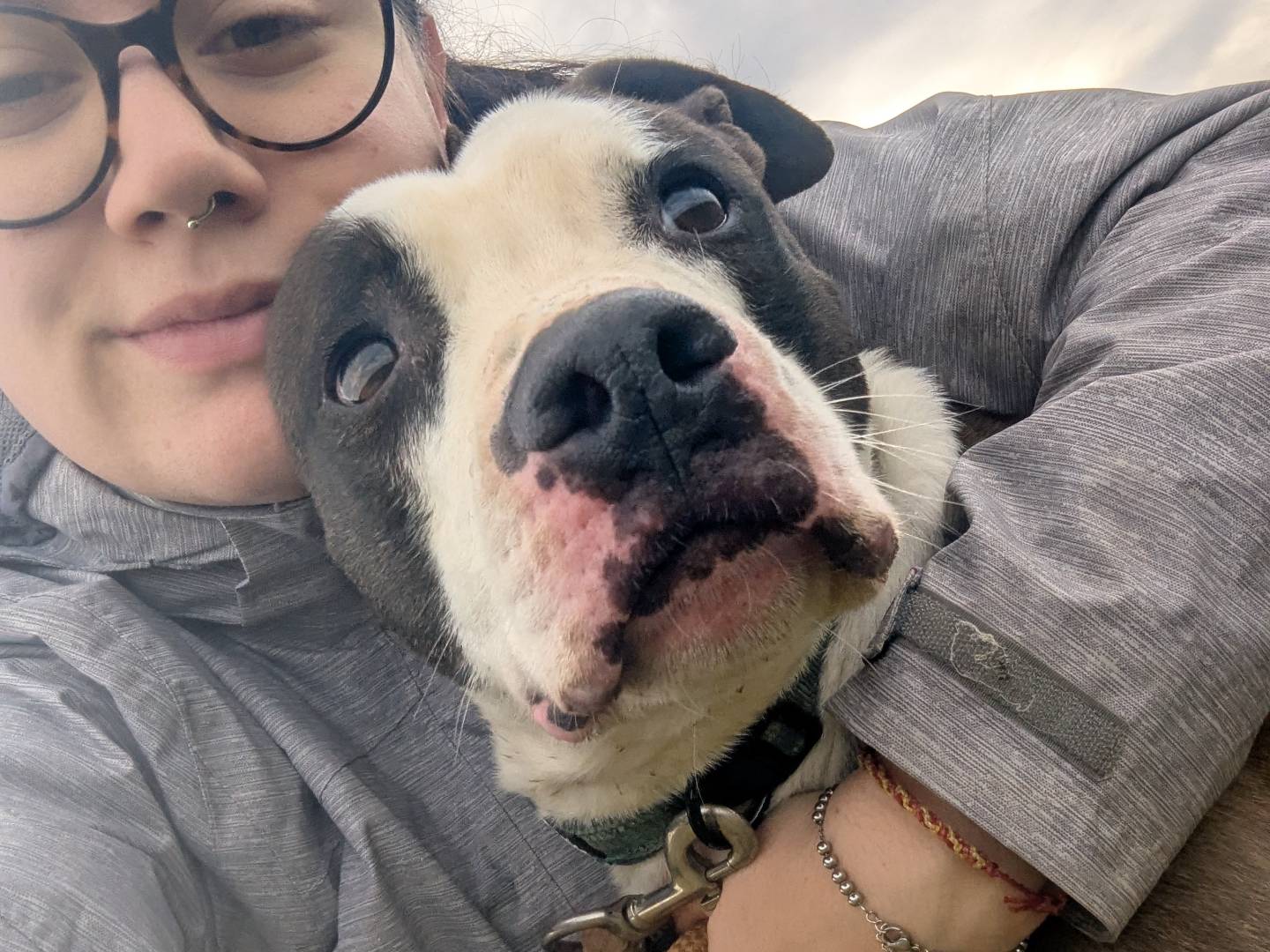 Vuoi adottare un cane a Pisa?