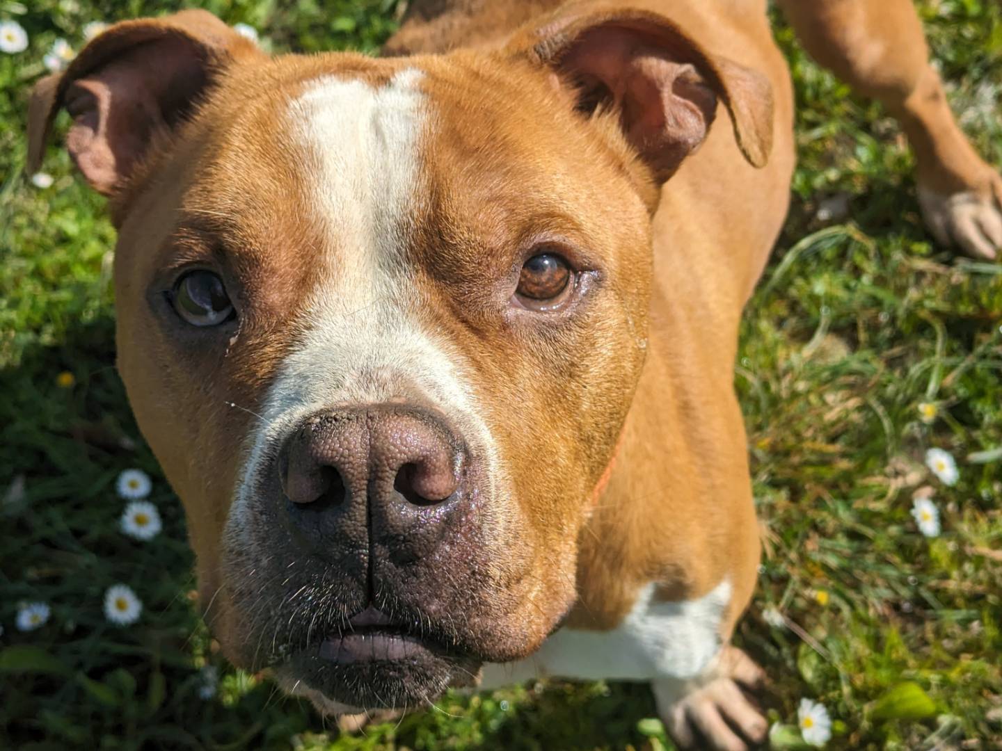 Foto dell'animale