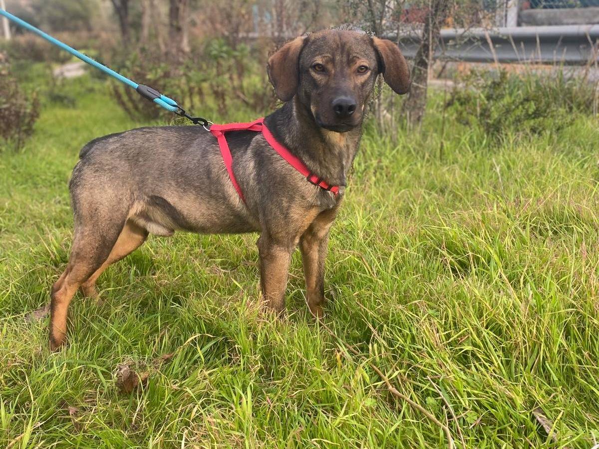 Adotta un cane, maschio, 2 anni  e 1 mese, Siracusa
