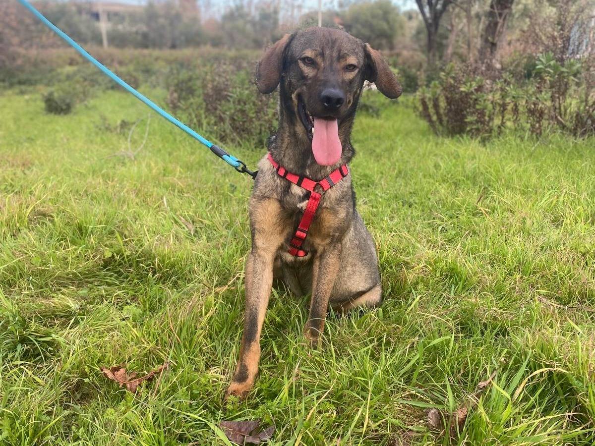 Adotta un cane, taglia media, maschio, Siracusa