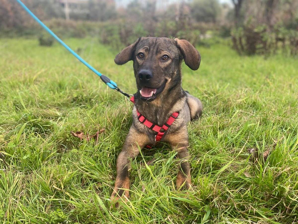 Vuoi adottare un cane a Siracusa?