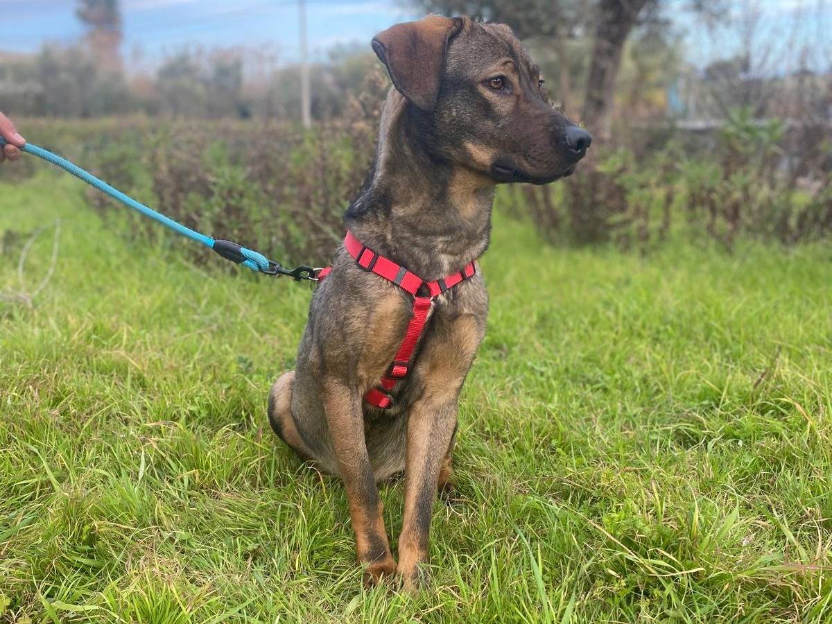 Adotta il cane PACO a Siracusa