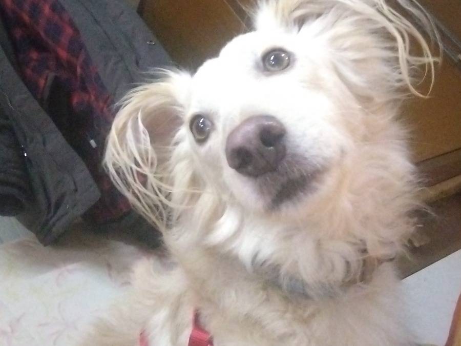 Vuoi adottare un cane a Siracusa?