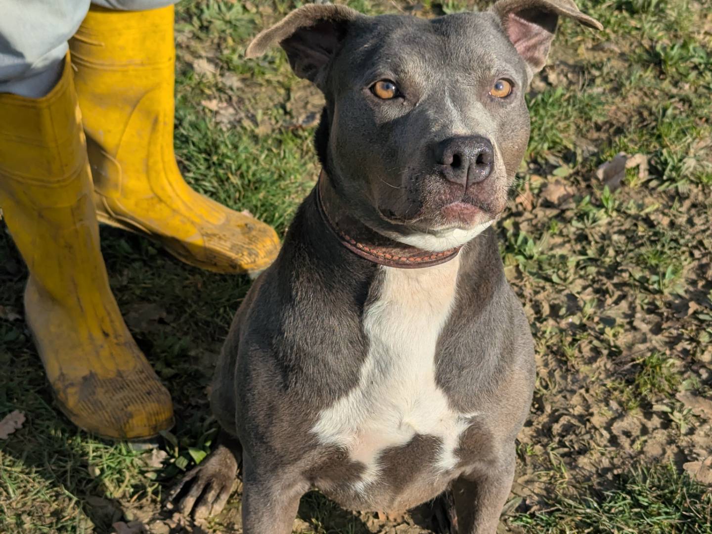 Adotta un cane, femmina, 6 anni  e 3 mesi , Pisa