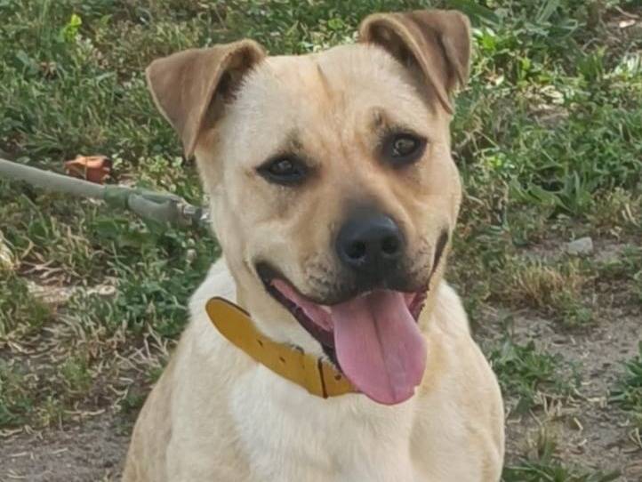 Adotta un cane, femmina, 5 anni  e 2 mesi , Bologna