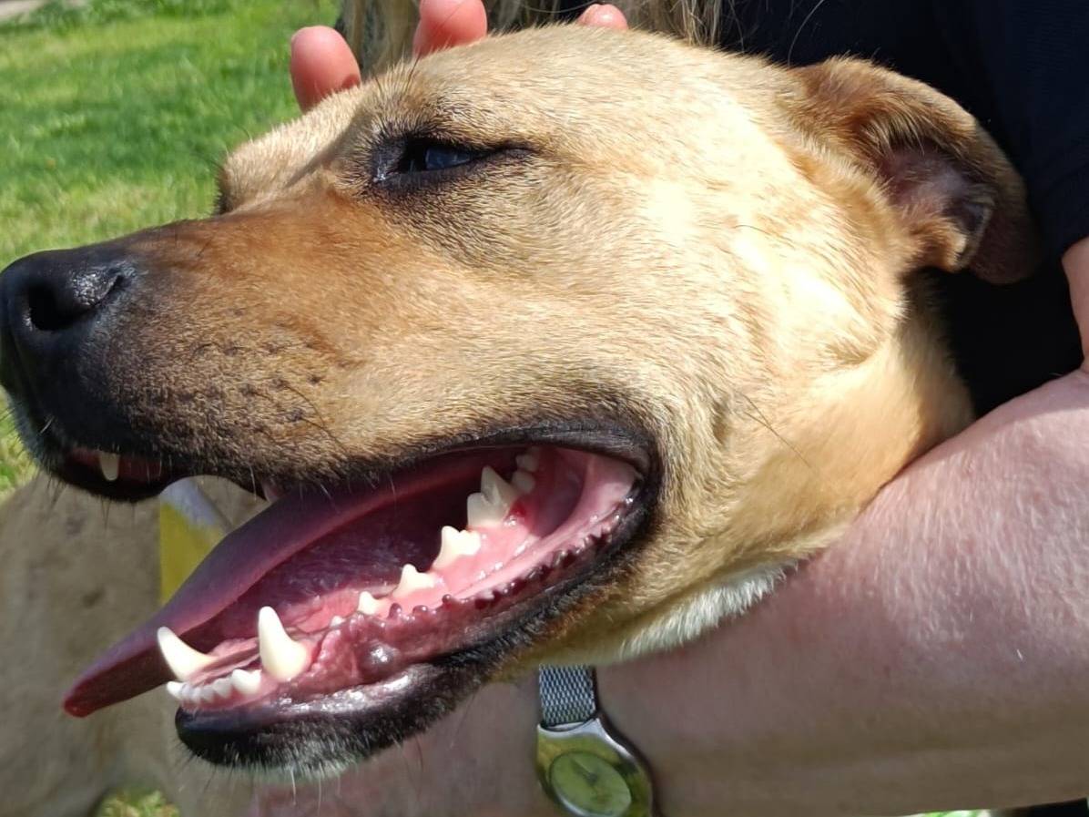 Adotta un cane, taglia media, femmina, Bologna