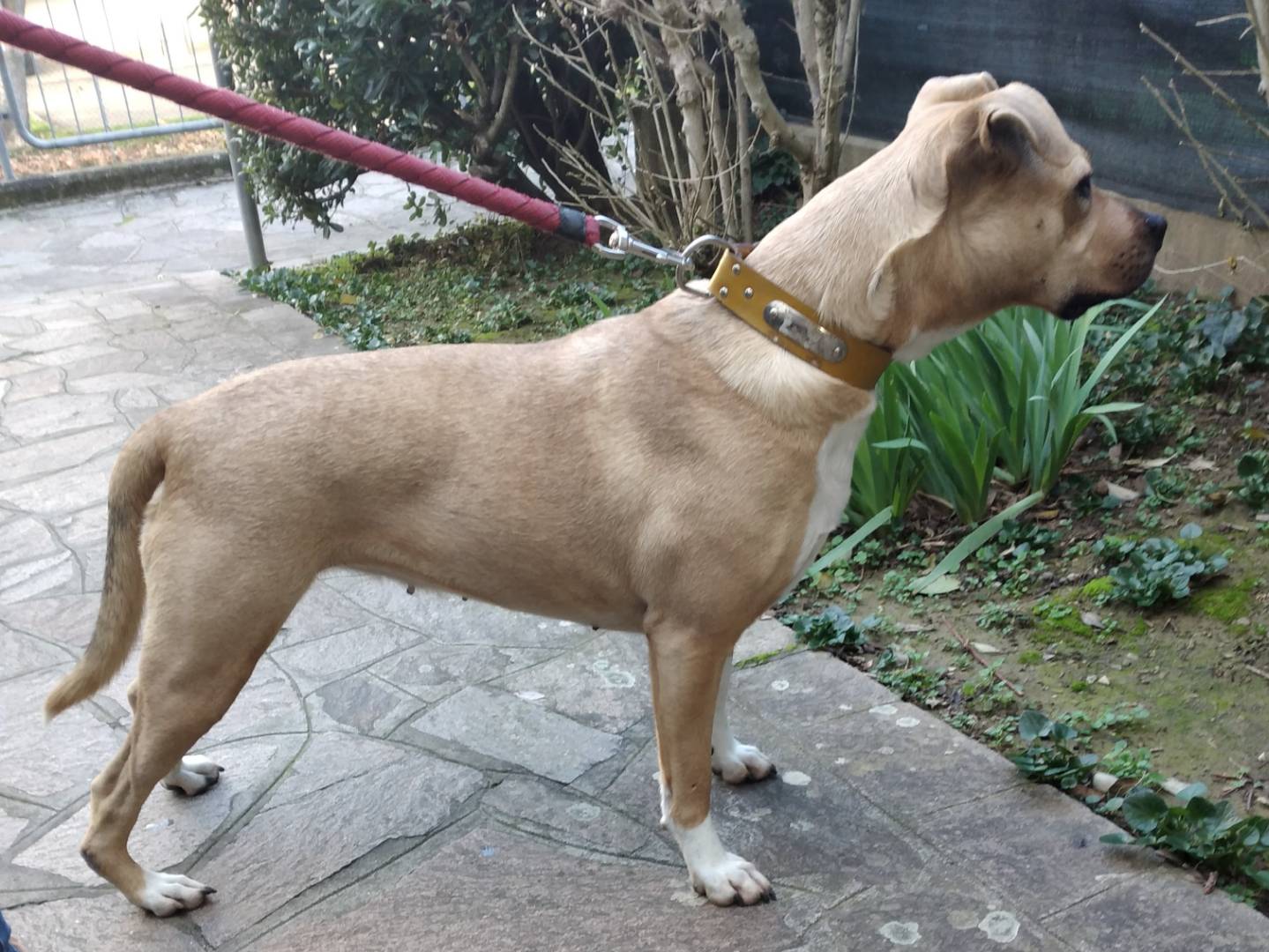 Vuoi adottare un cane a Bologna?