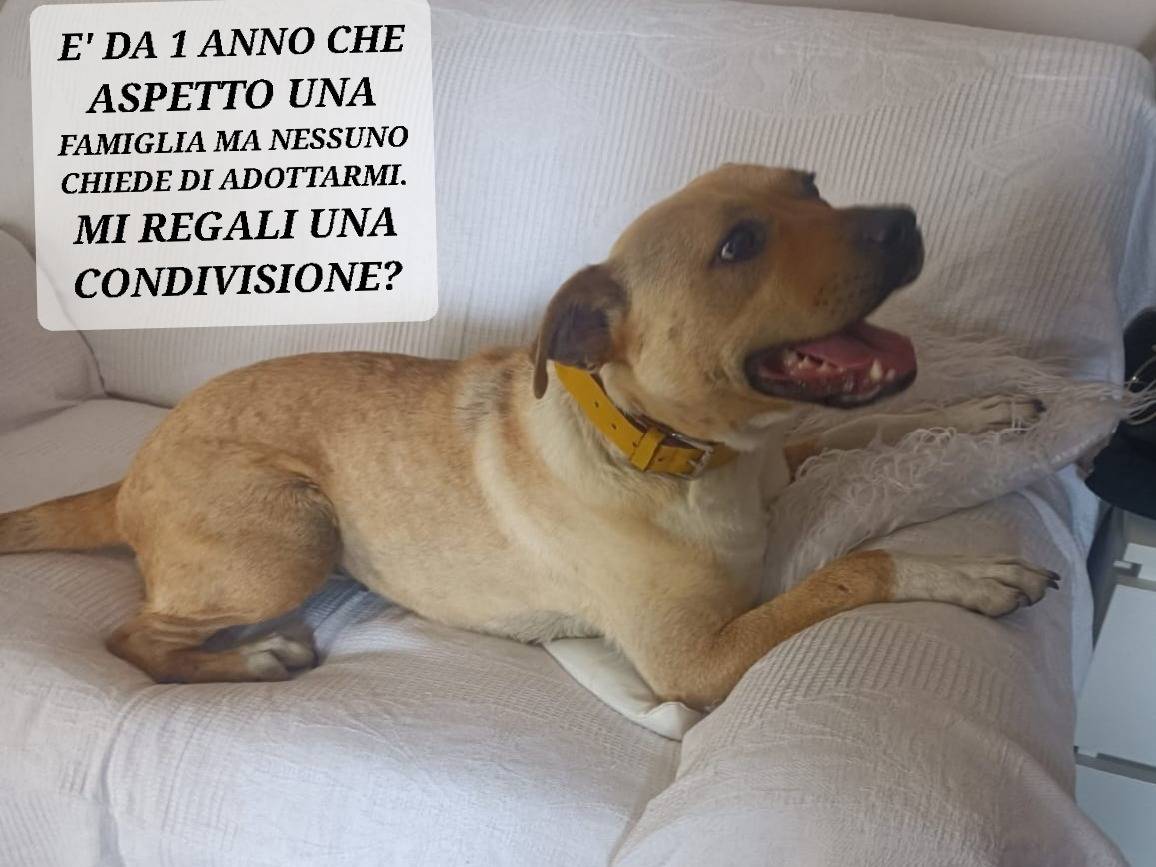 Adotta il cane CANDY a Bologna