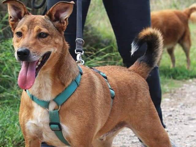 Foto dell'animale