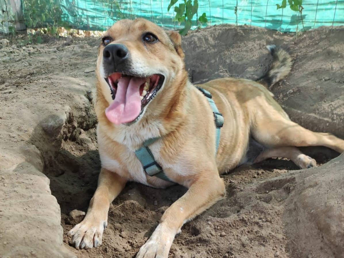 Adotta un cane, maschio, 5 anni  e 1 mese, Napoli