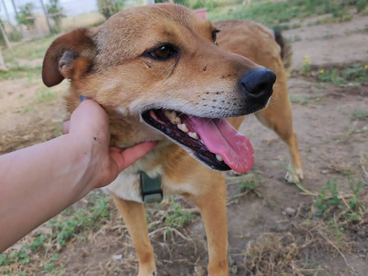 Adotta un cane, taglia media contenuta, maschio, Napoli