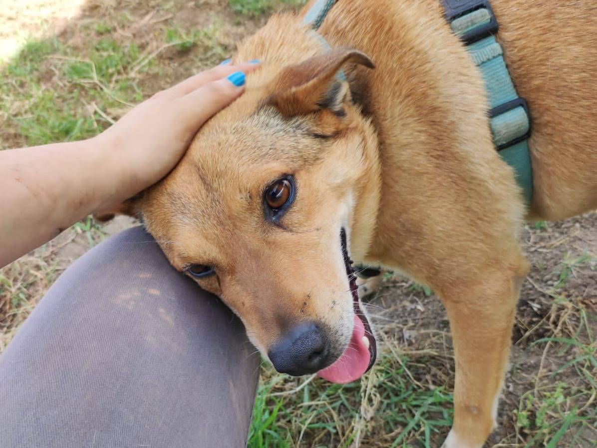 Vuoi adottare un cane a Napoli?