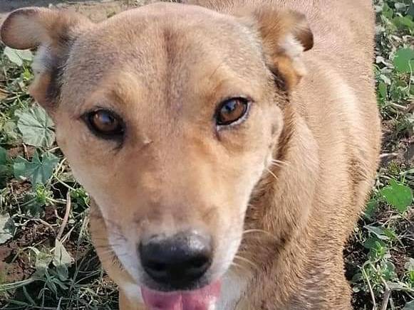 Adotta il cane Bruno ne ha passate tante a Napoli