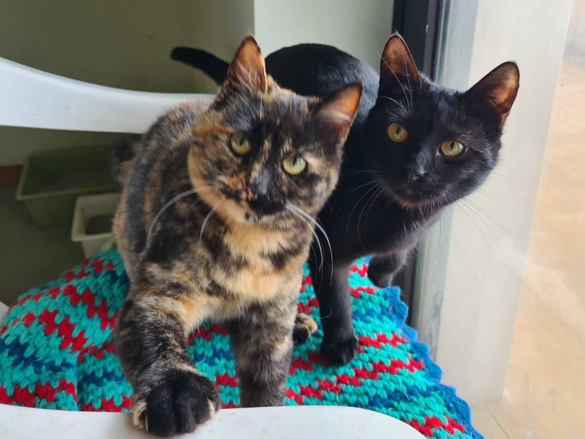 Adotta un gatto, femmina, 1 anno e 6 mesi, Bari