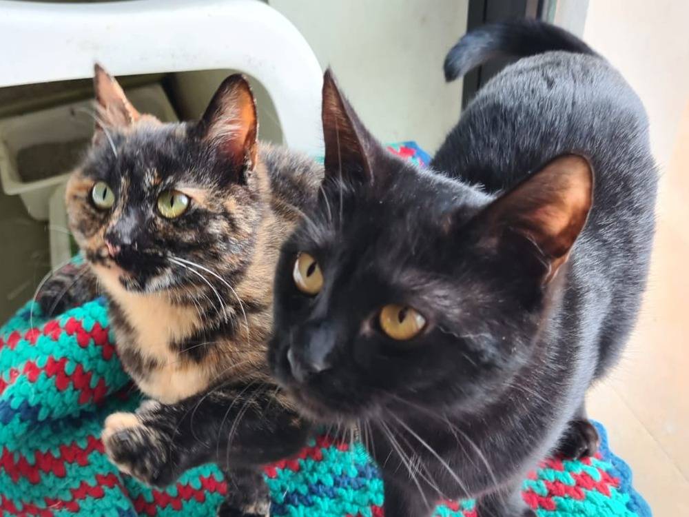 Adotta il gatto Meggie e Patty a Bari