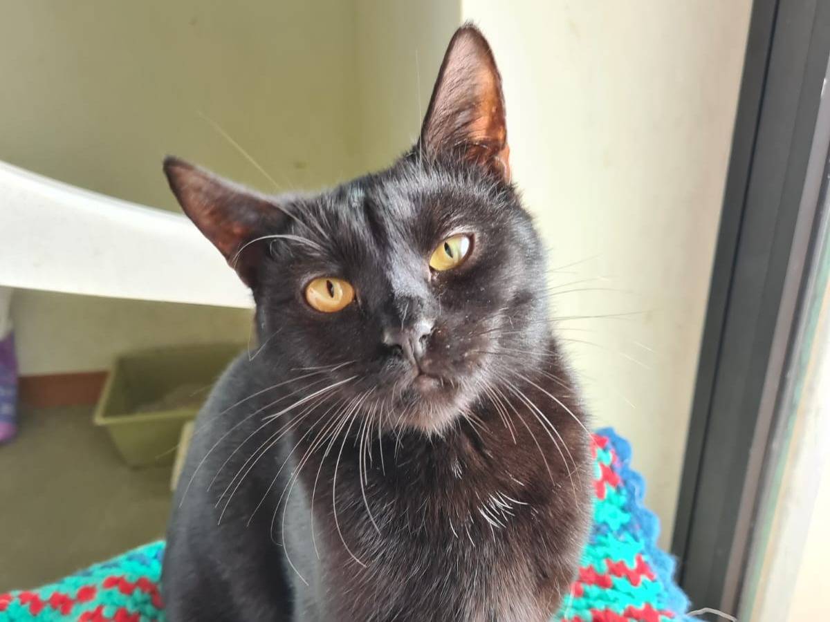 Adotta un gatto, taglia non valida, femmina, Bari