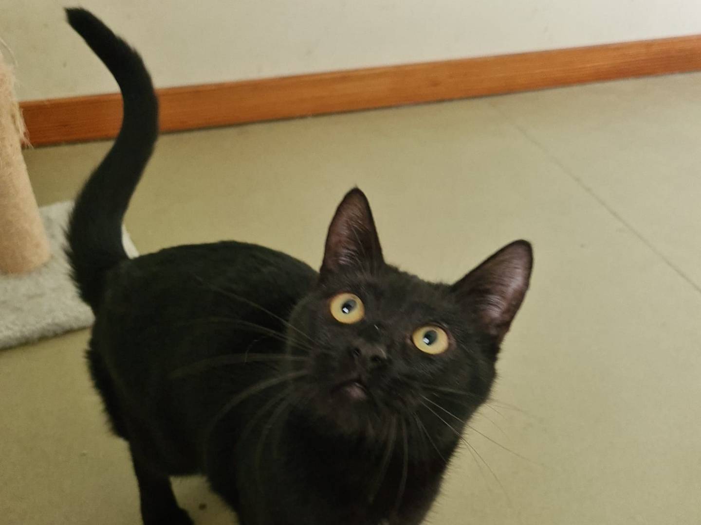 Vuoi adottare un gatto a Bari?