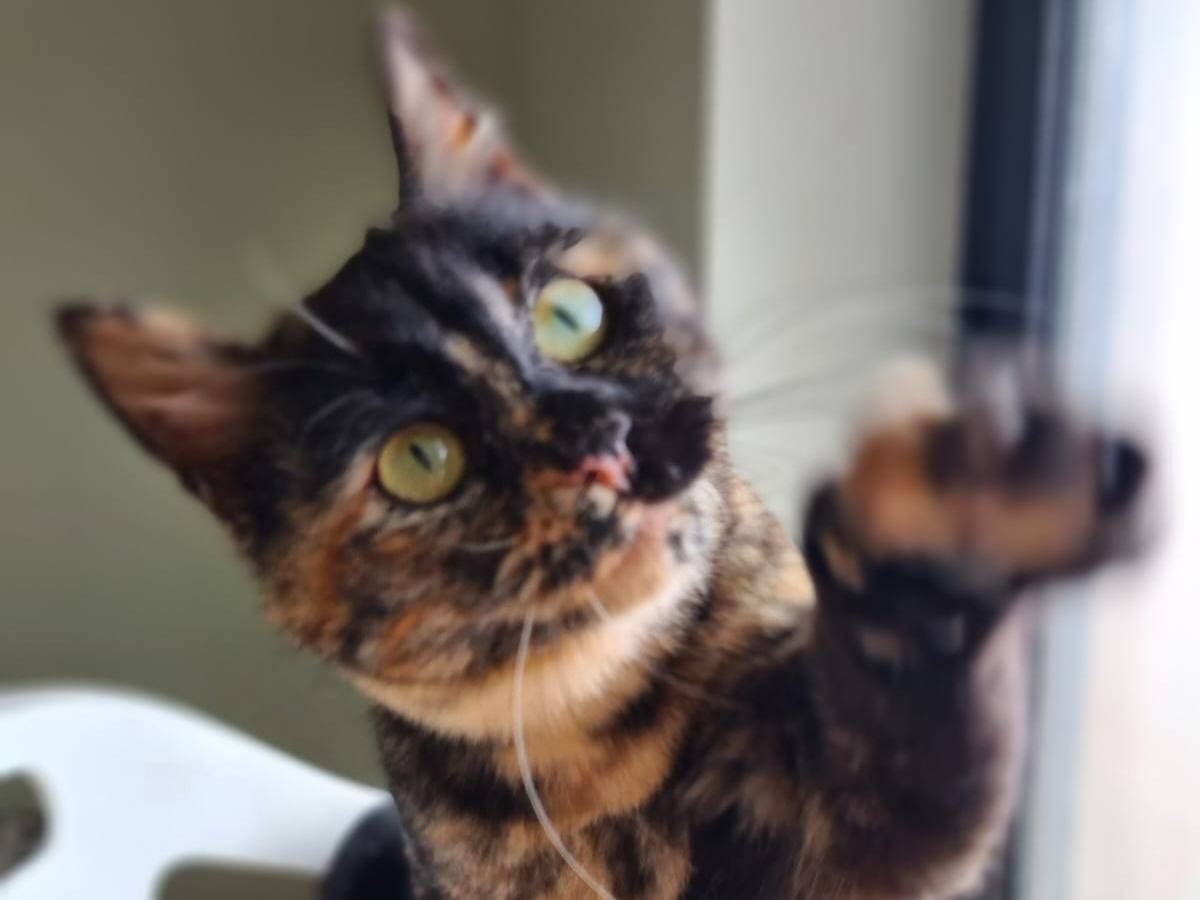 Adotta un gatto, femmina, 1 anno e 8 mesi, Bari