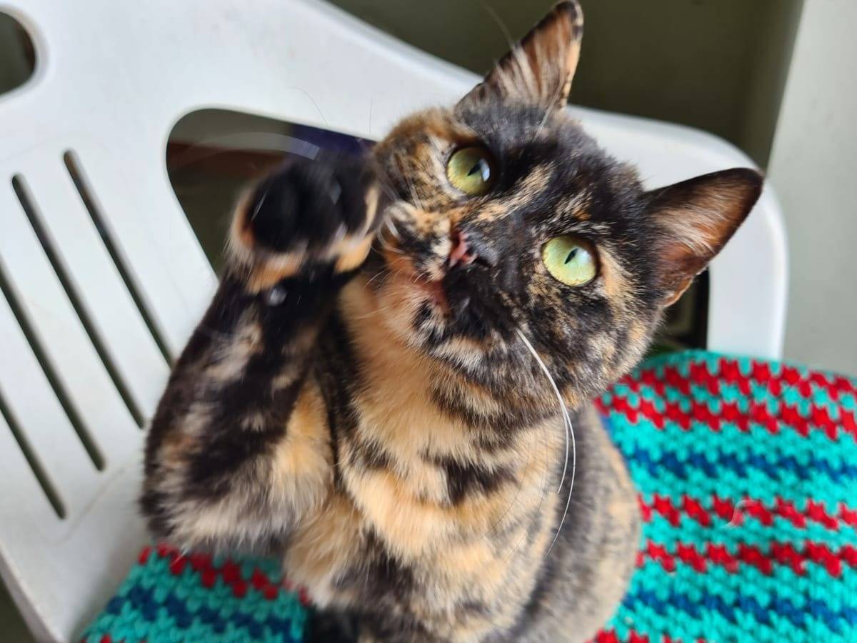 Vuoi adottare un gatto a Bari?