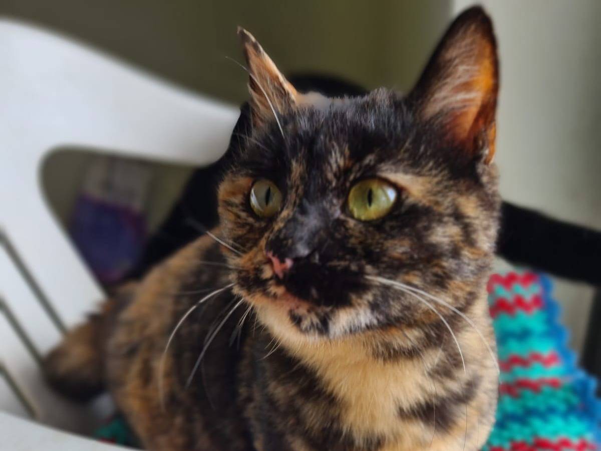 Adotta il gatto Patty a Bari