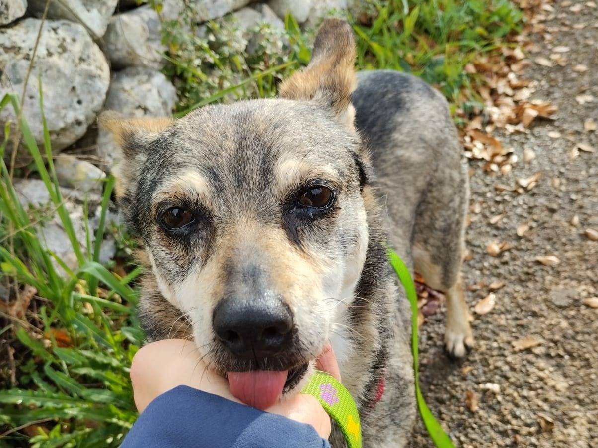 Adozione cane, femmina, Razza sconosciuta Razza sconosciuta, 1 anno e 3 mesi , taglia piccola, Bari