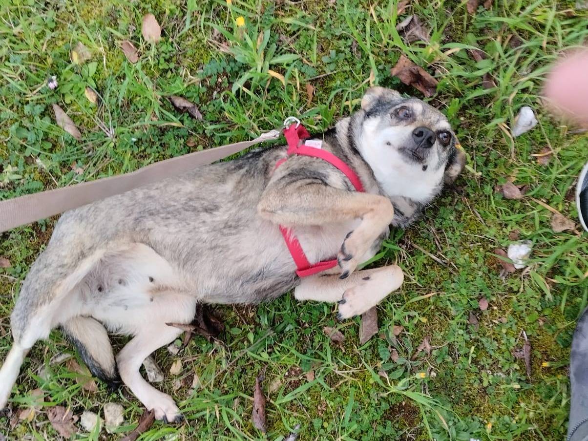 Adotta un cane, femmina, 1 anno e 3 mesi , Bari