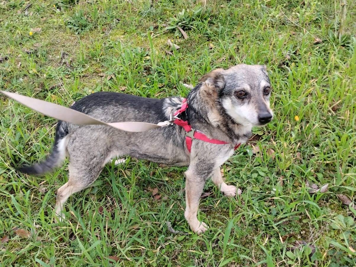 Adotta un cane, taglia piccola, femmina, Bari