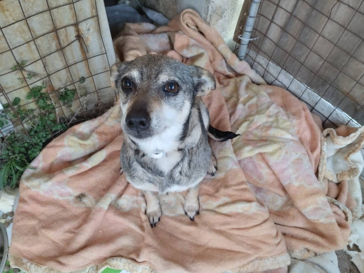 Vuoi adottare un cane a Bari?
