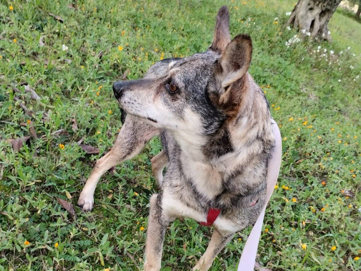 Adotta il cane Lola a Bari