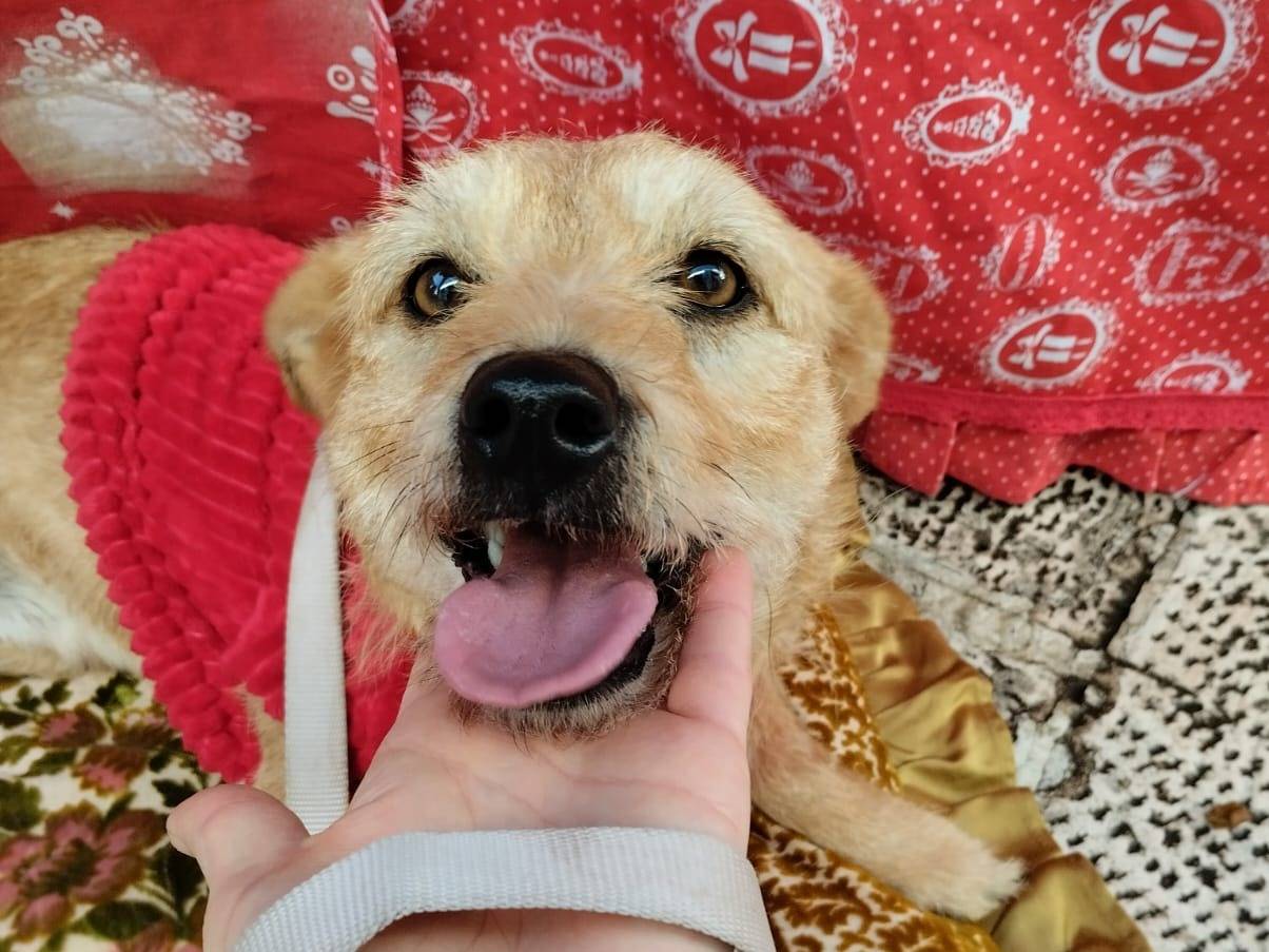 Adozione cane, femmina, Razza sconosciuta Razza sconosciuta, 2 anni e 5 mesi, taglia piccola, Bari