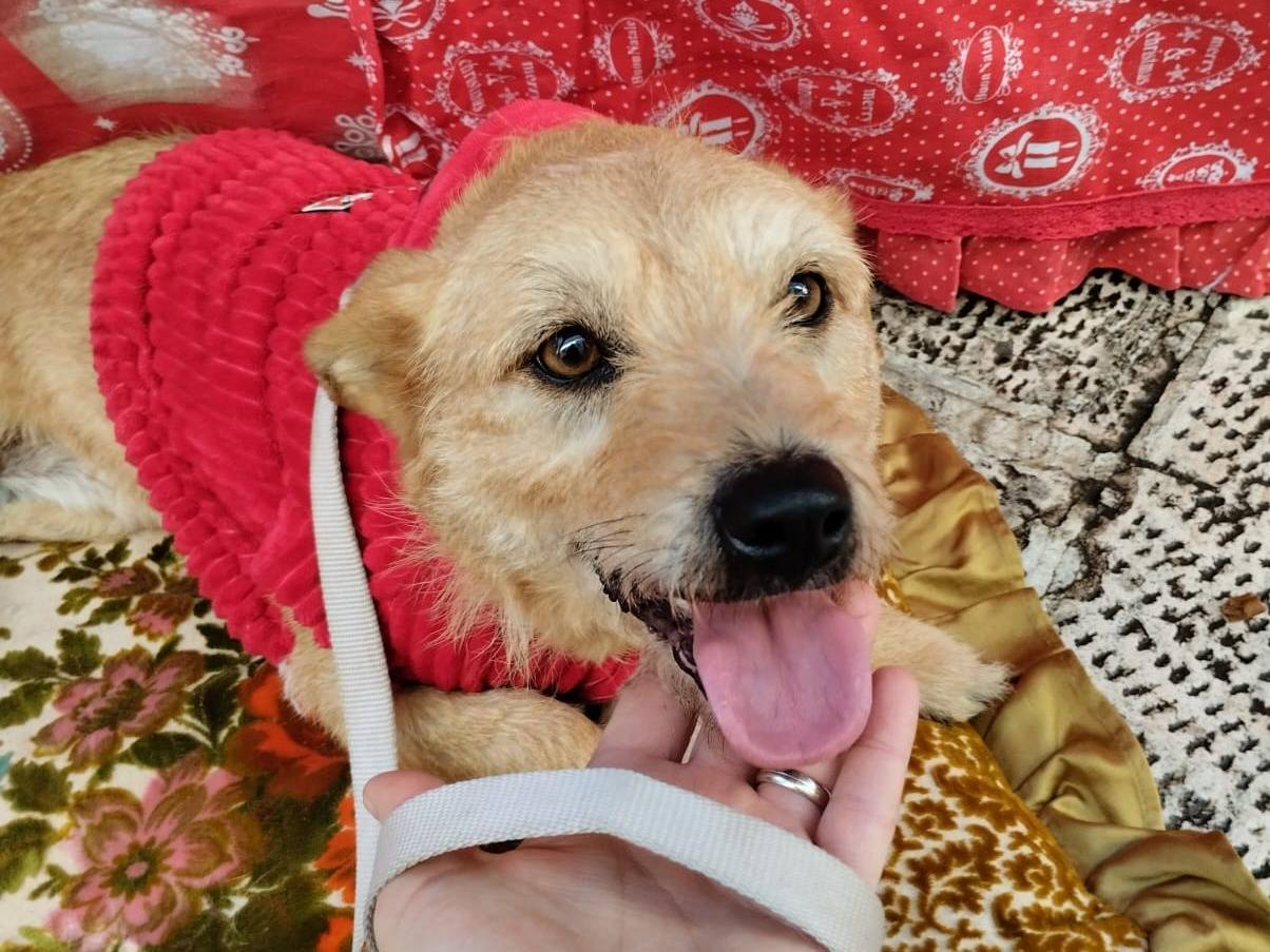 Adotta un cane, femmina, 2 anni e 5 mesi, Bari