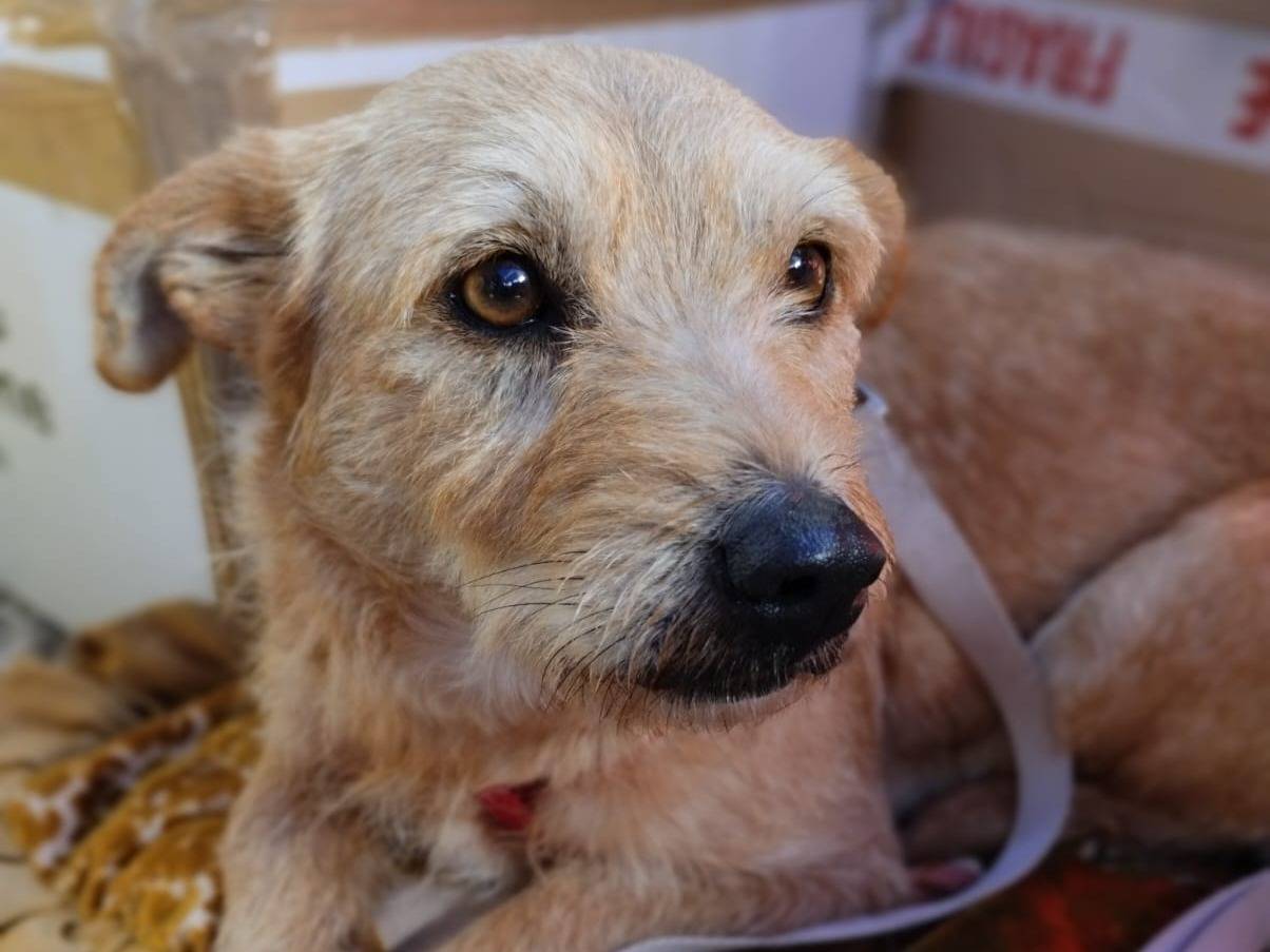 Adotta un cane, taglia piccola, femmina, Bari