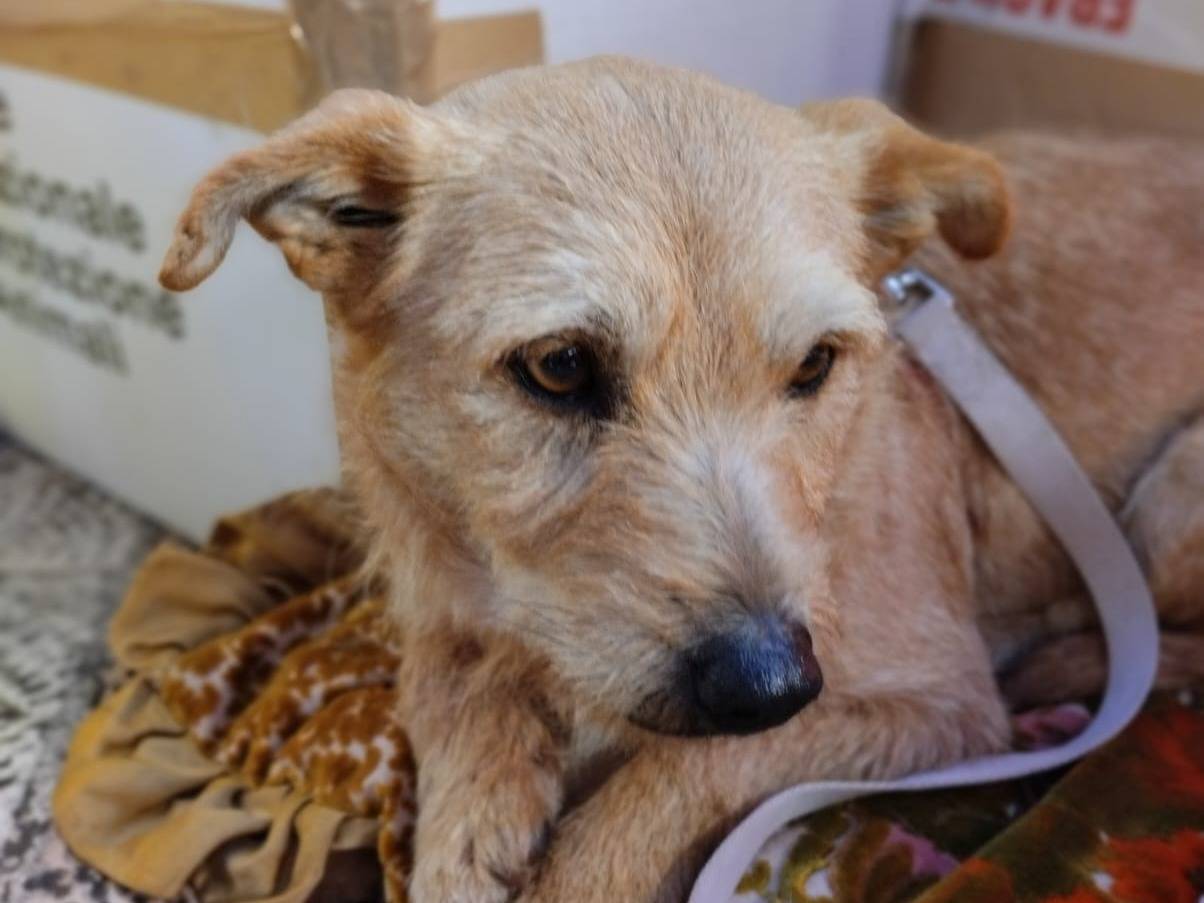 Adotta il cane Dasy a Bari