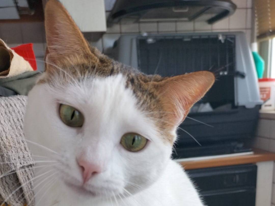 Vuoi adottare un gatto a Matera?