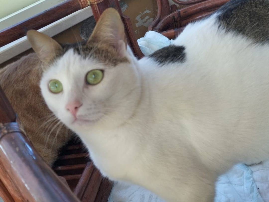 Adotta il gatto Greta  a Matera