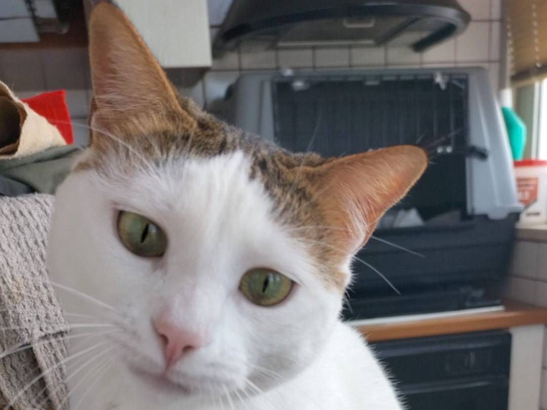 Foto dell'animale