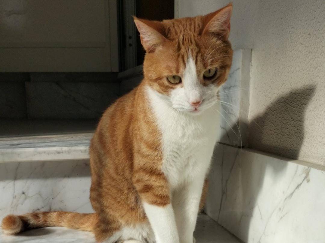 Foto dell'animale