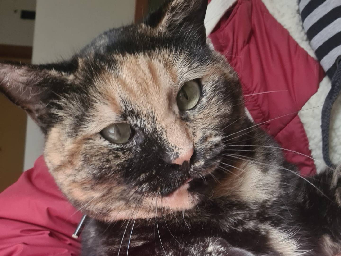 Adotta un gatto, femmina, 3 anni e 5 mesi, Bari