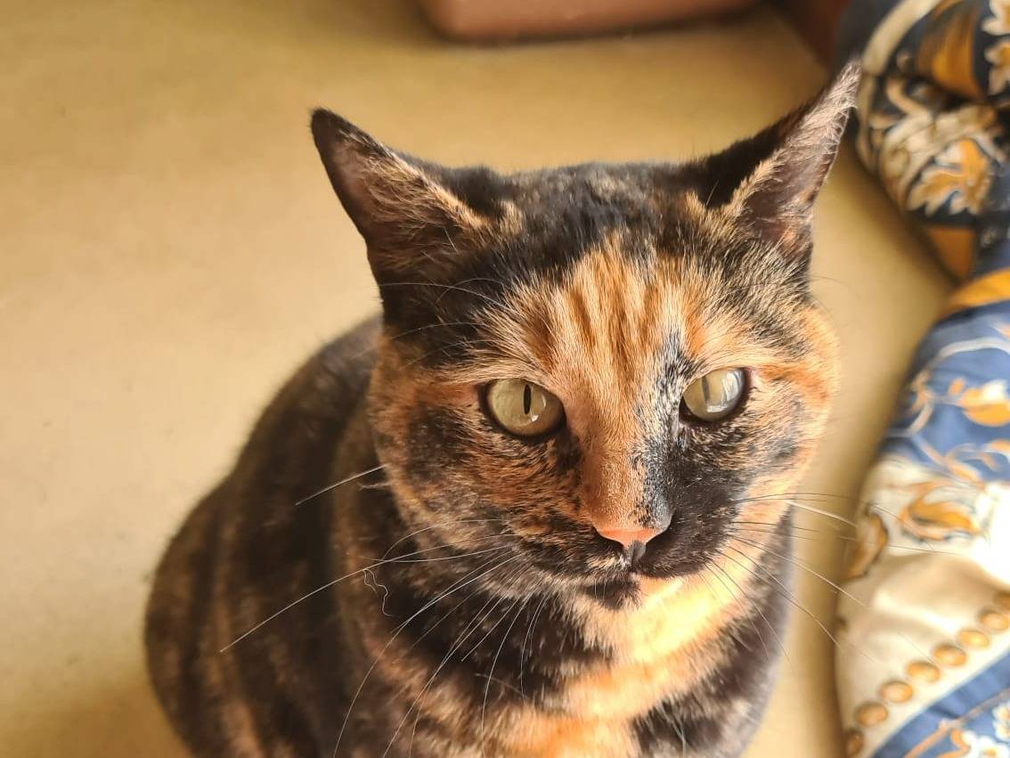 Adotta un gatto, taglia non valida, femmina, Bari