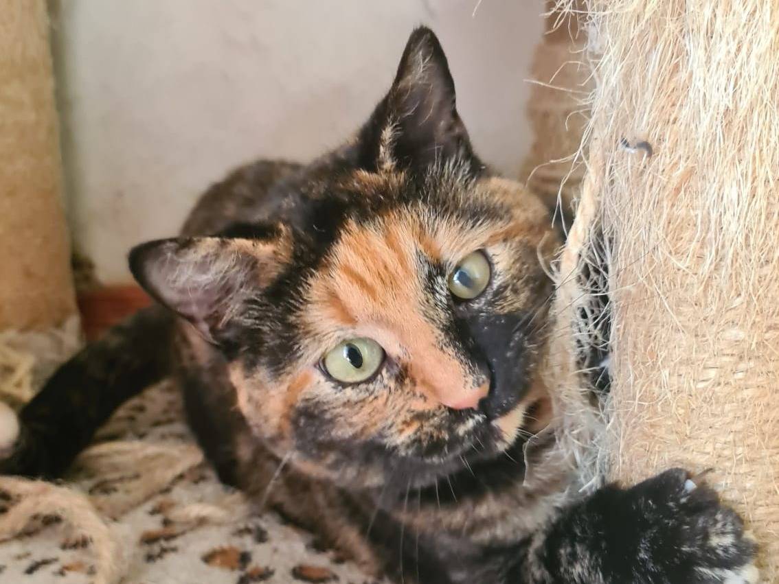 Vuoi adottare un gatto a Bari?