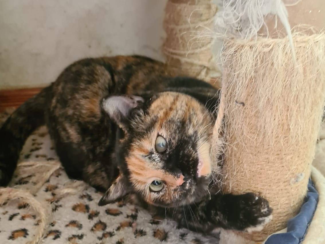 Adotta il gatto Manu a Bari