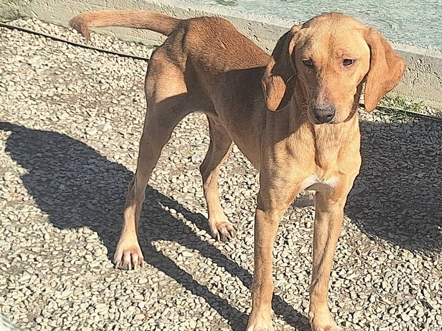 Adotta un cane, maschio, 1 anno e 4 mesi , Teramo