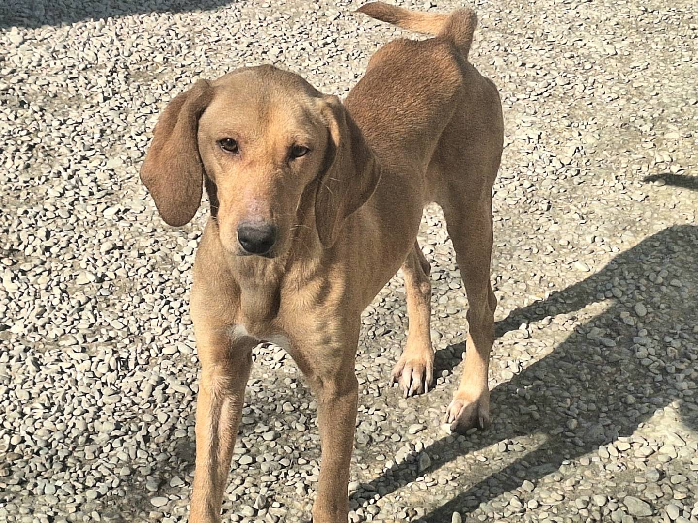 Vuoi adottare un cane a Teramo?