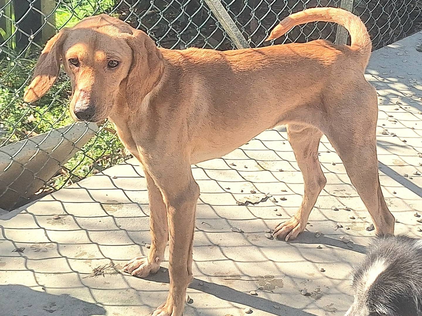 Adotta il cane Riccardino a Teramo