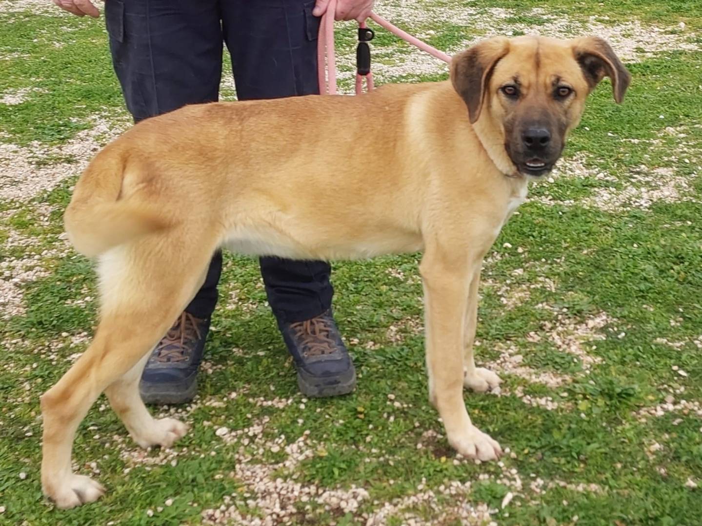 Adotta un cane, femmina, 1 anno e 6 mesi , Bari