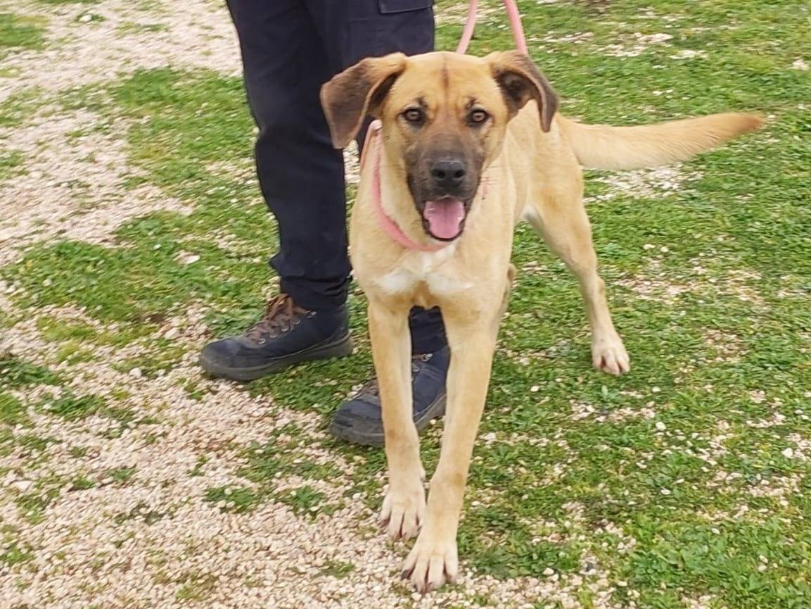 Adotta un cane, taglia media, femmina, Bari